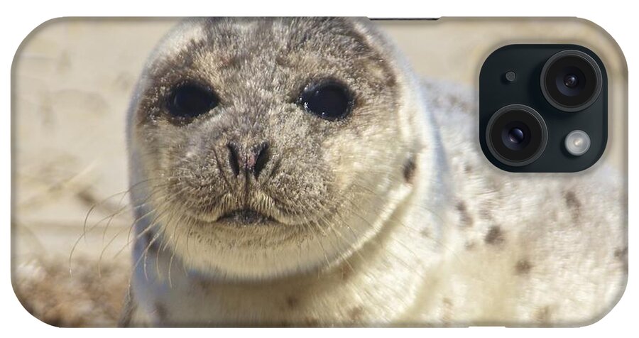 Seal iPhone Case featuring the photograph Seal by Amazing Jules