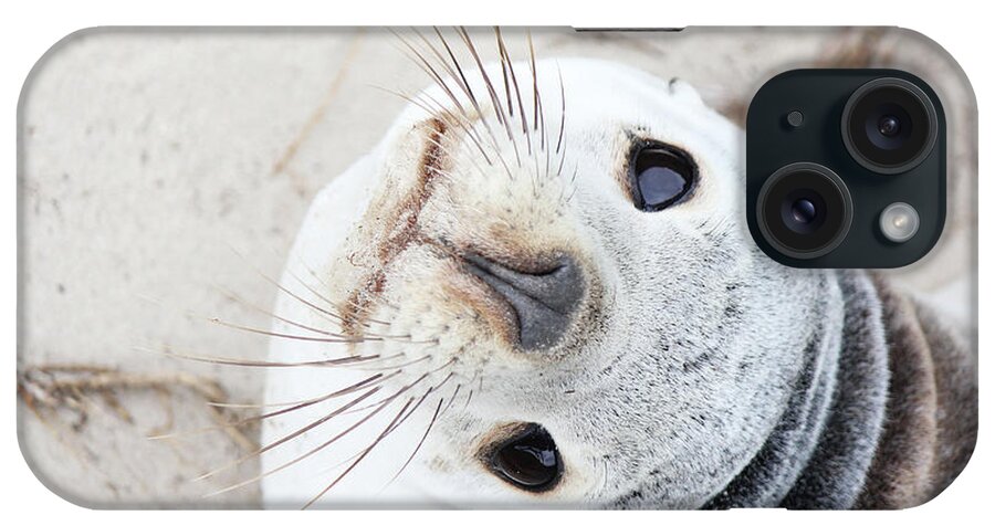 Kangaroo Island iPhone Case featuring the photograph Sealion by Sere C. Photography