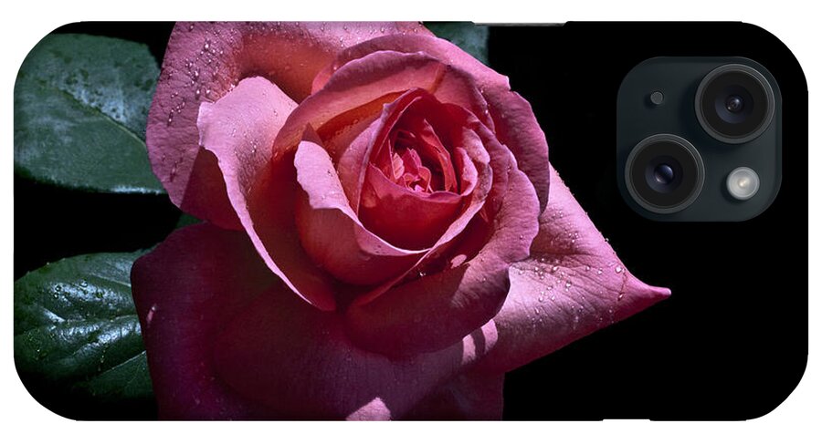 Rose iPhone Case featuring the photograph Searching by Doug Norkum