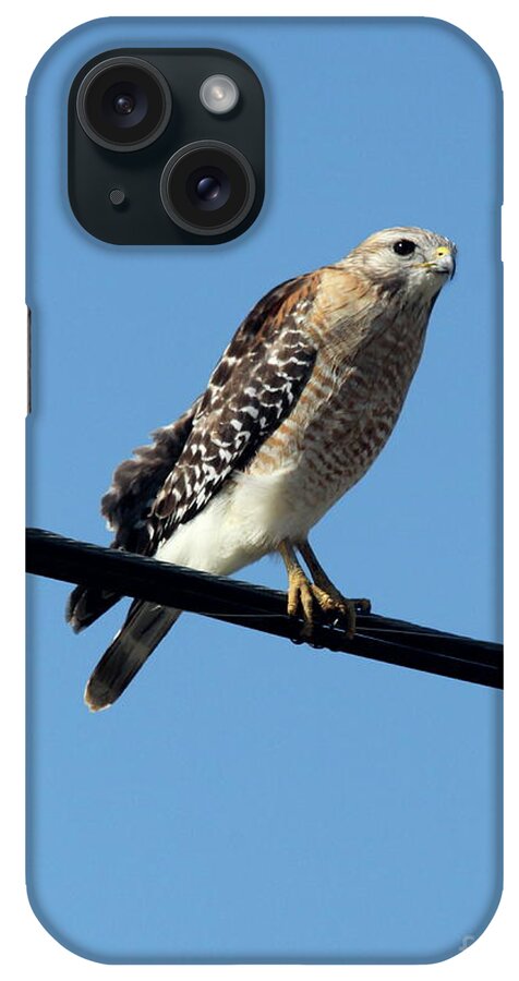Red Shouldered Hawk iPhone Case featuring the photograph Searching For Prey by Christiane Schulze Art And Photography