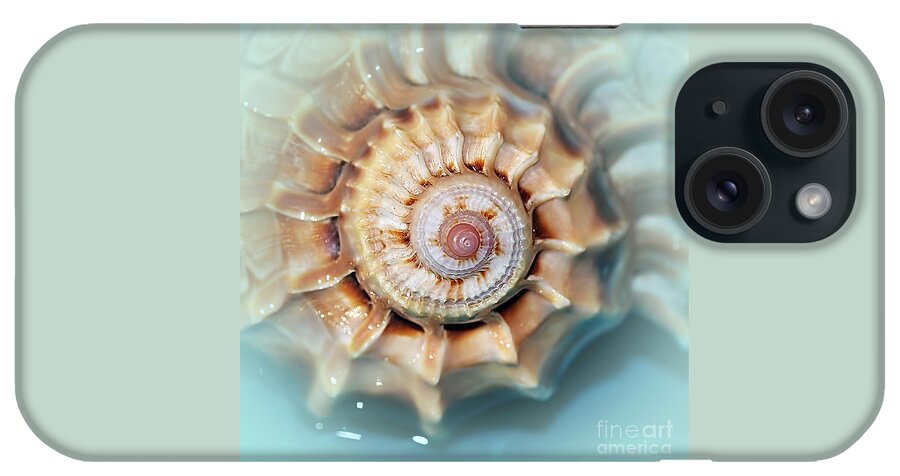 Seashell Wall Art 13 iPhone Case featuring the photograph Seashell Wall Art 13 - Spiral of Harpa Ventricosa by Kaye Menner