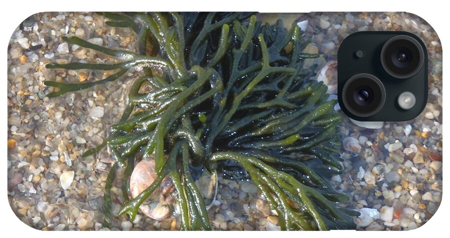 Seaweed iPhone Case featuring the photograph Seaweed by Robert Nickologianis