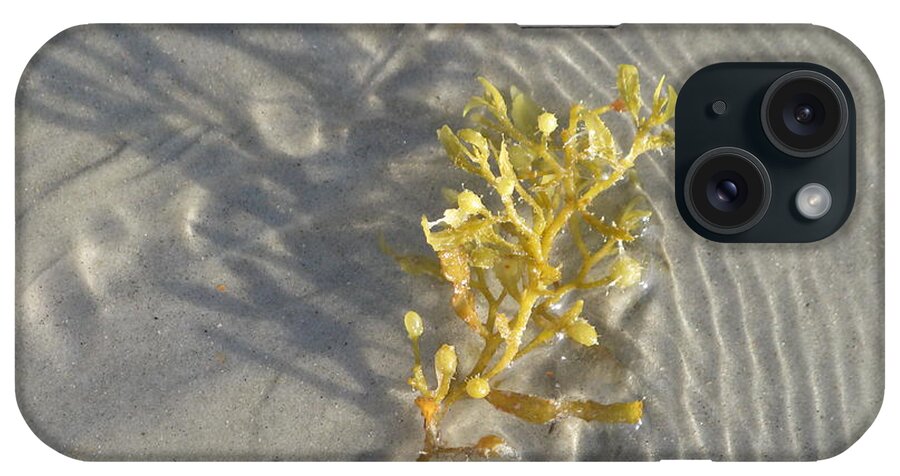 Landscape iPhone Case featuring the photograph Seaweed Sand by Ellen Meakin