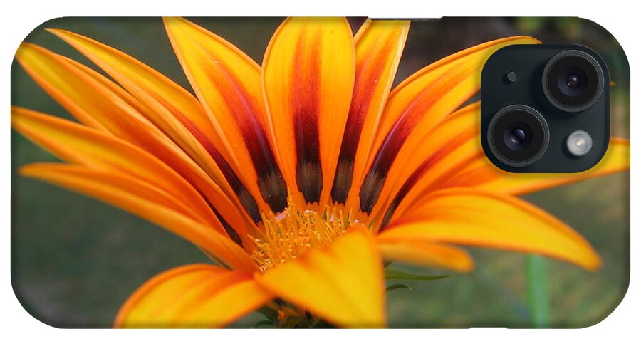 Flower iPhone Case featuring the photograph Seeking the Sun 2633 by Maciek Froncisz
