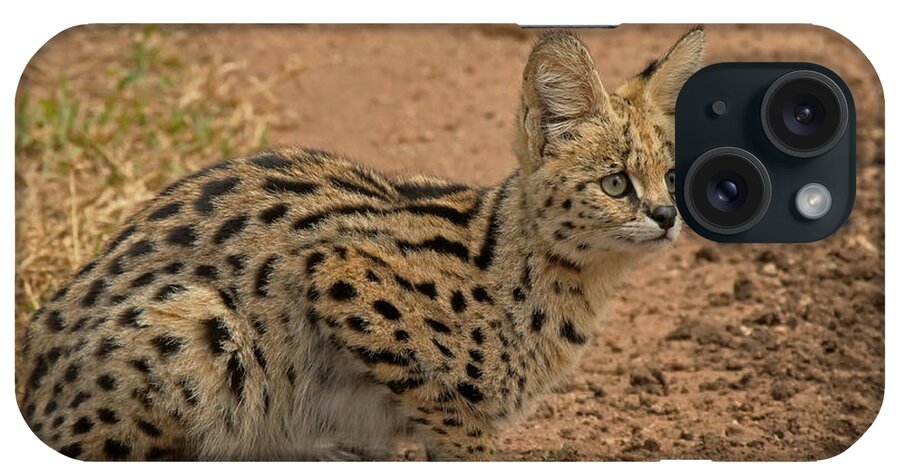 Serval iPhone Case featuring the photograph Serval Wild Cat by Tony Murtagh