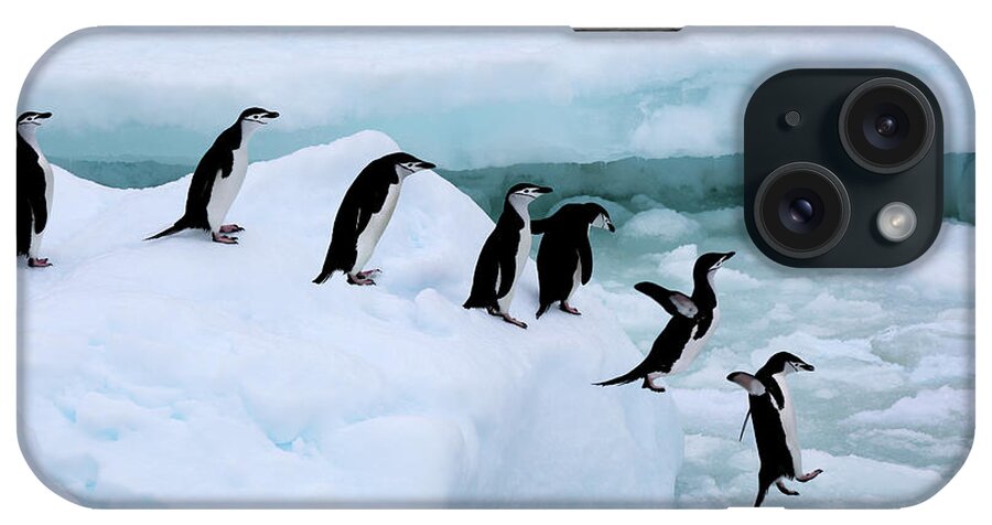 Iceberg iPhone Case featuring the photograph Seven Chinstrap Penuins Queueing by Rosemary Calvert