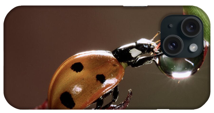 Nis iPhone Case featuring the photograph Seven-spotted Ladybird Drinking by Jef Meul