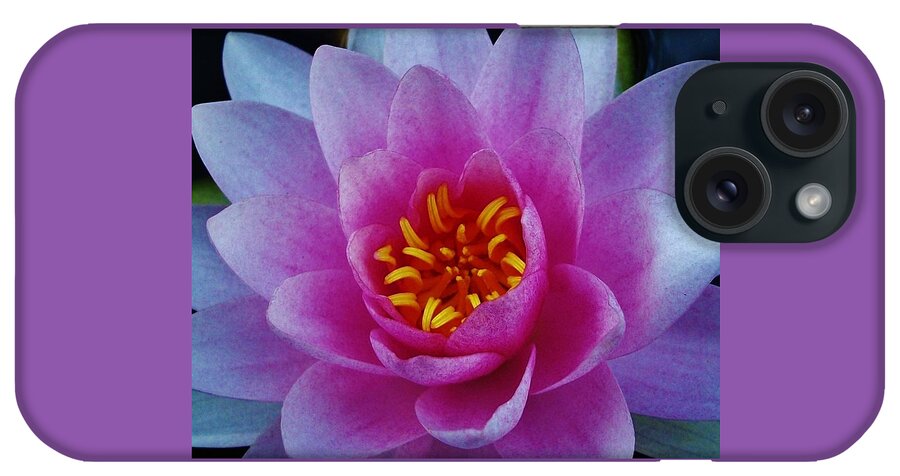 Water Lily iPhone Case featuring the photograph Abundance by Sharon Ackley