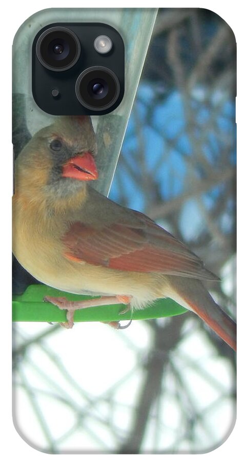 Northern Cardinal iPhone Case featuring the photograph Shall I Pose.... by Betty-Anne McDonald
