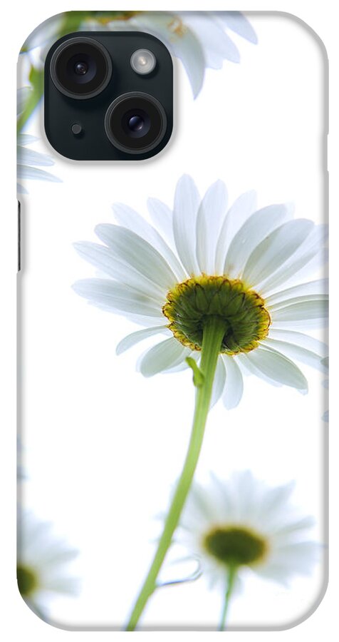 Daisies iPhone Case featuring the photograph Shasta daisies by Diane Diederich