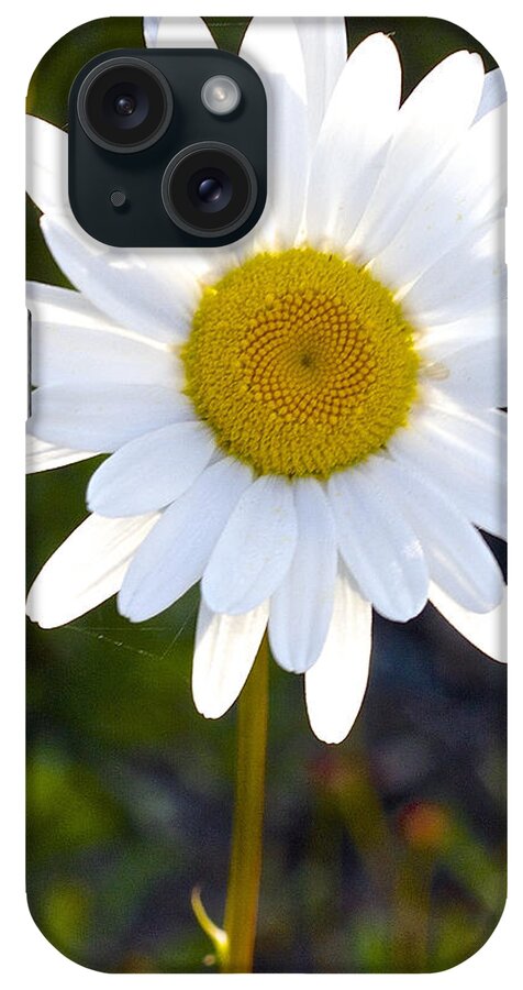 Daisy iPhone Case featuring the photograph She Loves Me She Loves Me Not by Todd Kreuter