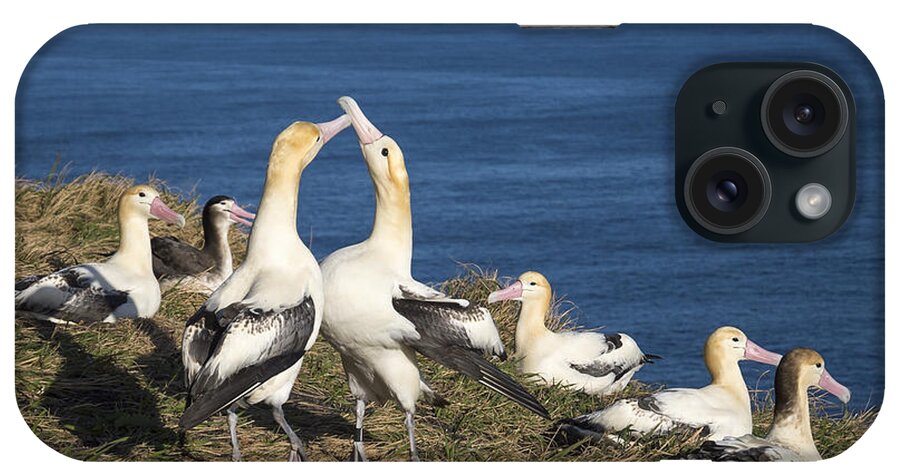 536911 iPhone Case featuring the photograph Short-tailed Albatrosses Courting by Tui De Roy