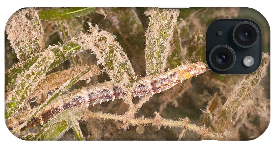 Marine iPhone Case featuring the photograph Shortfin Pipefish by Andrew J. Martinez