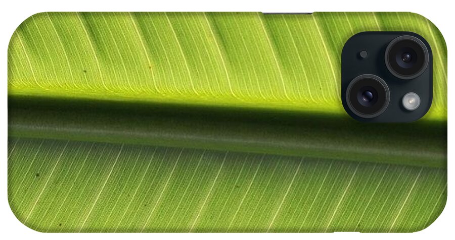 5shotchallenge iPhone Case featuring the photograph Shot 4 Of 5. Macro Palm Frond. I Was by Matt Deringer
