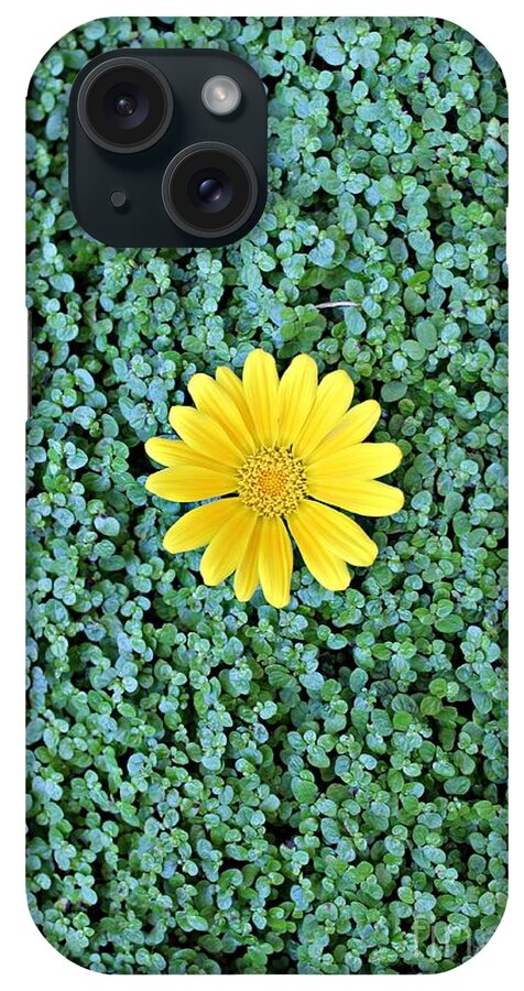 Sunflower iPhone Case featuring the photograph Show Off by Clare Bevan