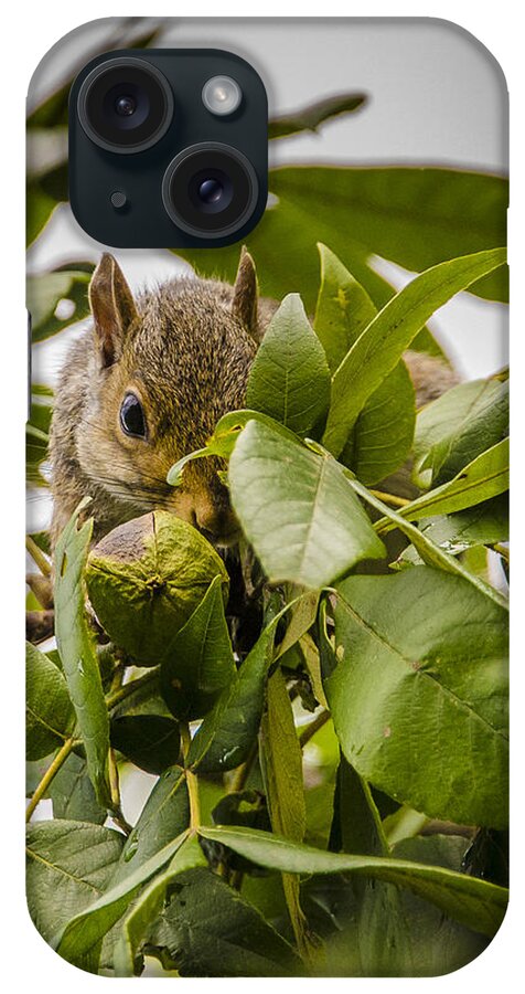 Gray Squirrel iPhone Case featuring the photograph Shy Squirrel by Bradley Clay