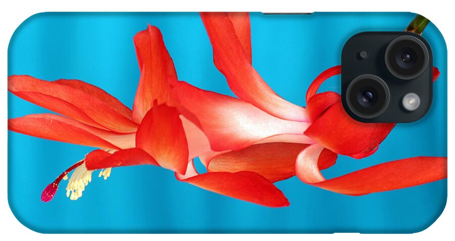 Christmas Cactus iPhone Case featuring the photograph Single Red Bloom by E Faithe Lester