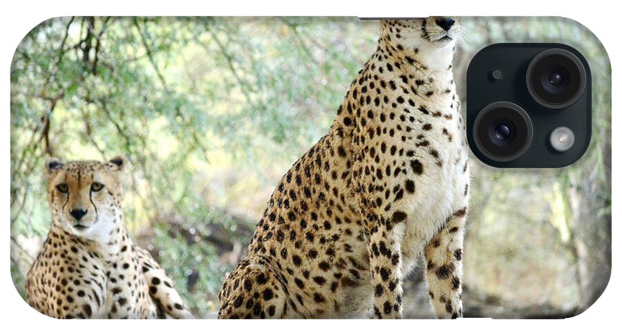 Cheetahs iPhone Case featuring the photograph Sister Act 2 by Fraida Gutovich