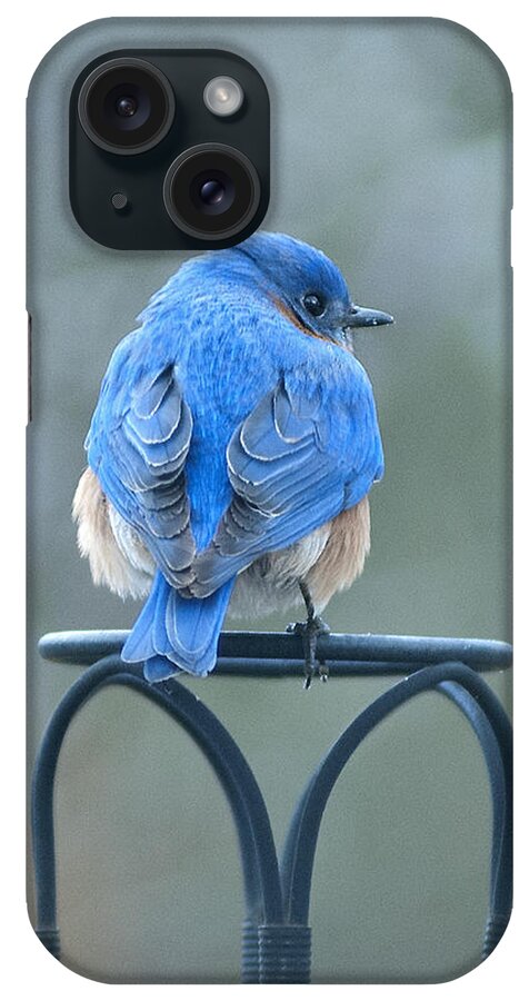 Bird iPhone Case featuring the photograph Sitting Pretty by Carol Erikson