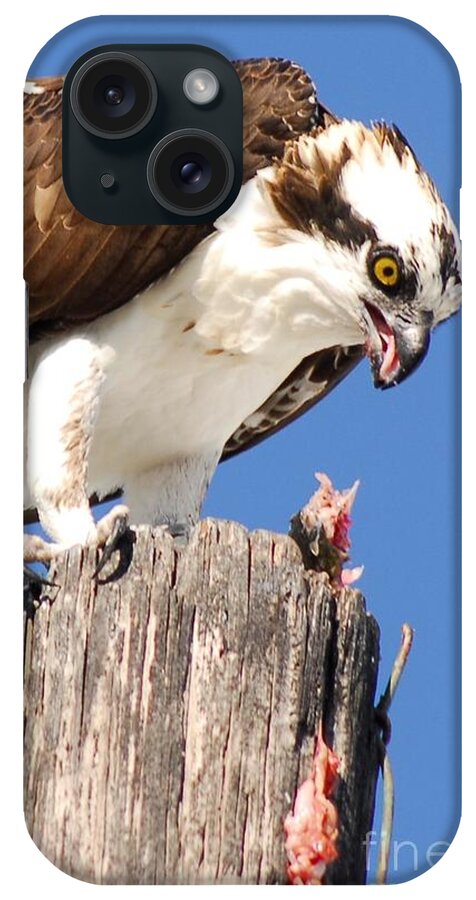 Osprey iPhone Case featuring the photograph Sloppy by Quinn Sedam