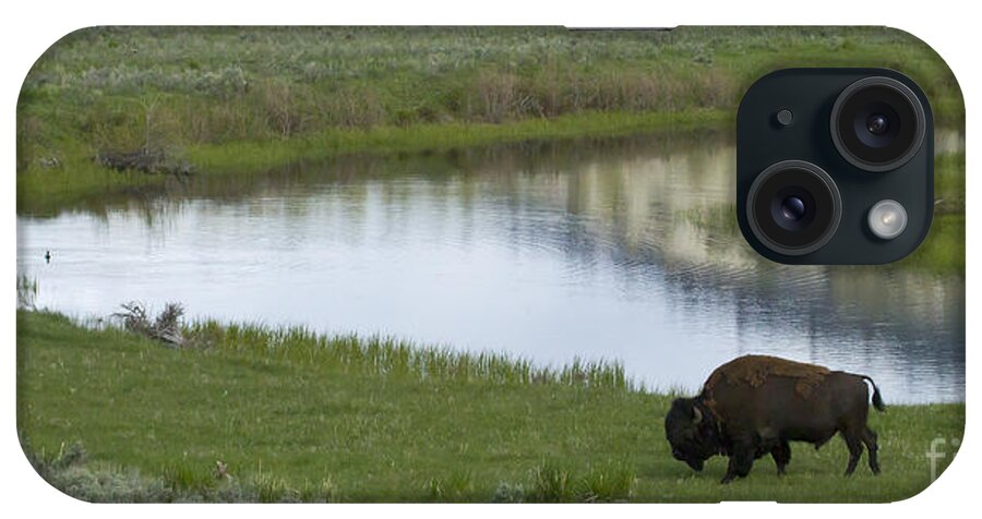 Buffalo iPhone Case featuring the photograph Slough Creek  #4111 by J L Woody Wooden