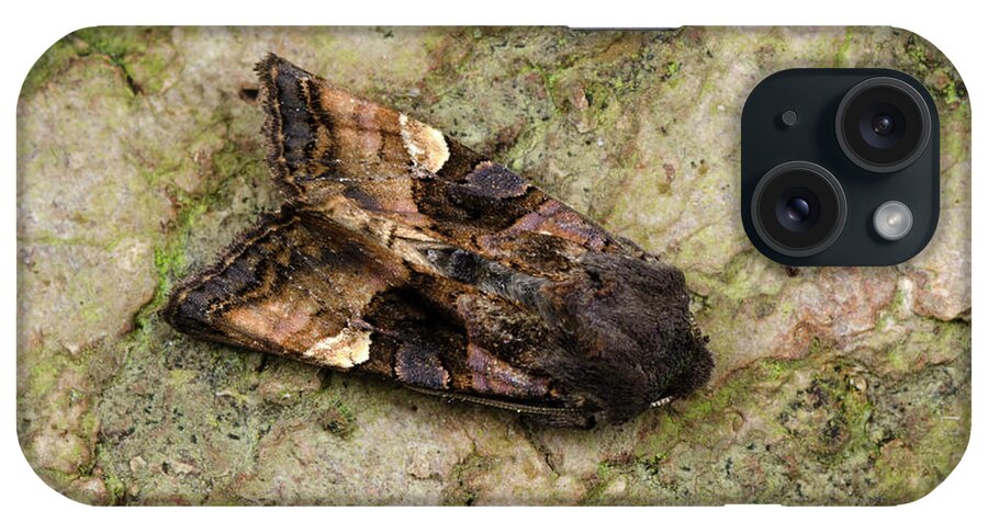 Insect iPhone Case featuring the photograph Small Angle Shades Moth by Nigel Downer