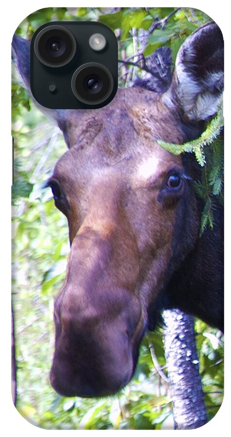 Moose iPhone Case featuring the photograph Smile for the Camera by Ron Haist