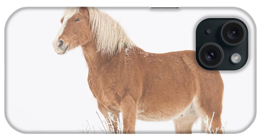 Palomino iPhone Case featuring the photograph Smiling Palomino in the Snow by James BO Insogna