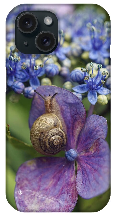 Hiroya Minakuchi iPhone Case featuring the photograph Snail On Hydrangea Flower Japan by Hiroya Minakuchi