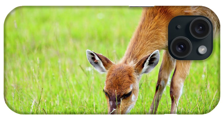 Grass iPhone Case featuring the photograph Sniff by Chalk Photography