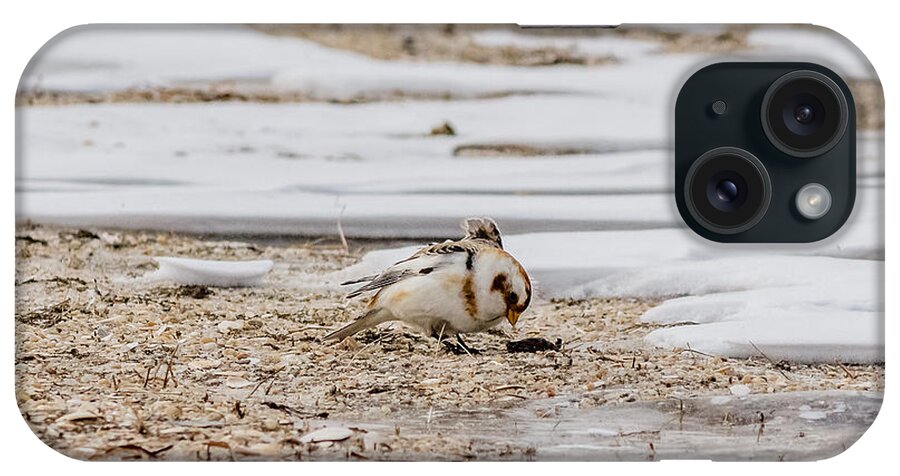 Calcariidae iPhone Case featuring the photograph Snow Bunting foraging by SAURAVphoto Online Store