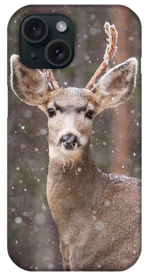 Antler iPhone Case featuring the photograph Snow Deer 1 by John Wadleigh