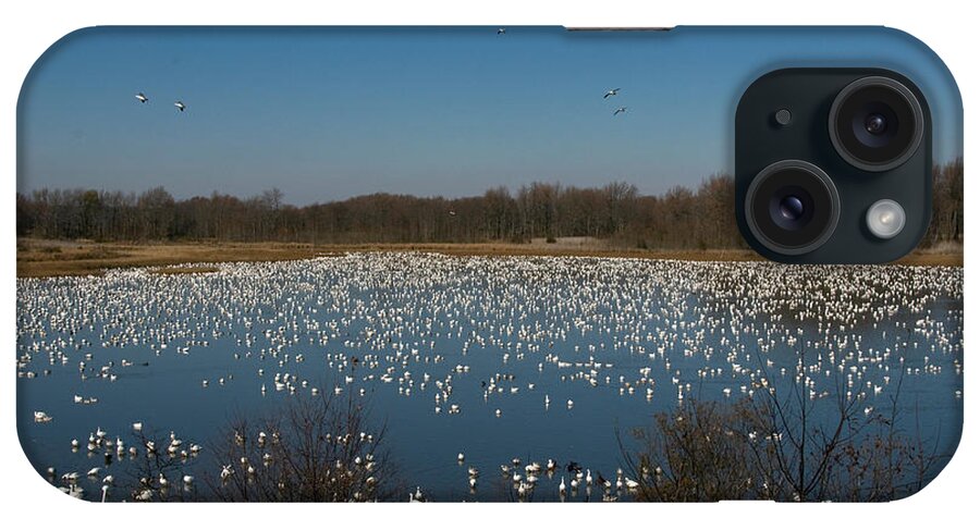 Animal iPhone Case featuring the photograph Snow Geese by Mark Newman