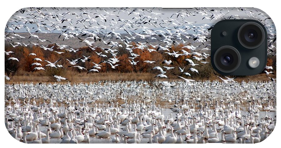 Snow Geese iPhone Case featuring the photograph Snow Geese No.4 by John Greco