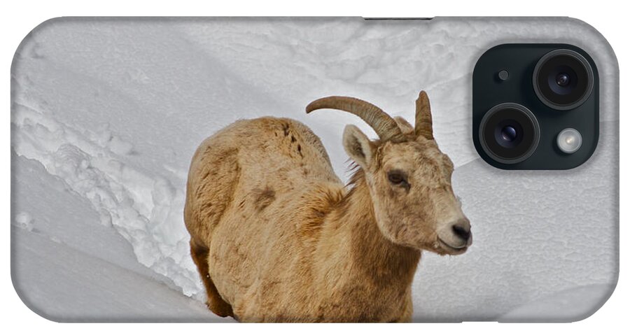 Sheep iPhone Case featuring the photograph Snow Plowing by Kate Purdy
