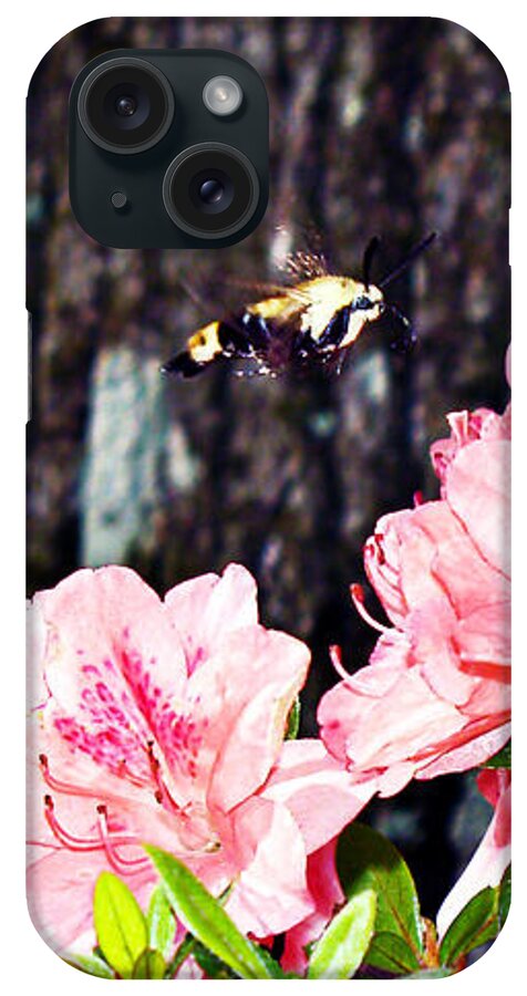 Moth Photography iPhone Case featuring the photograph Snowberry Clearwing II- Sphinx Moth by Patricia Griffin Brett