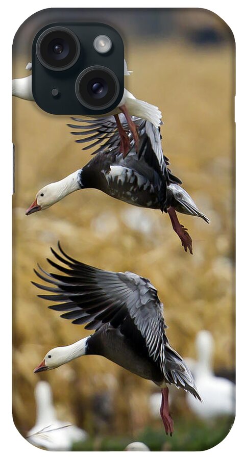 Snow Geesesnow Geese iPhone Case featuring the photograph Snows and Blues by Jim E Johnson