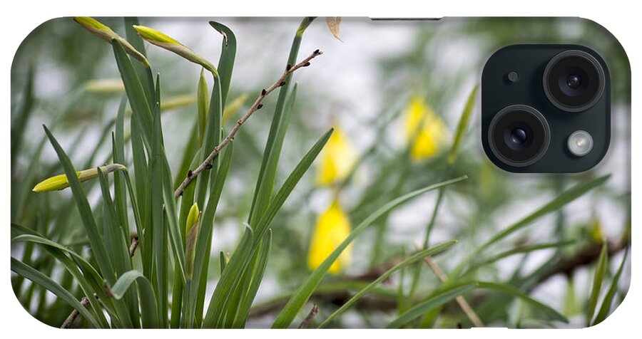Daffodils iPhone Case featuring the photograph Snowy Daffodils by Spikey Mouse Photography