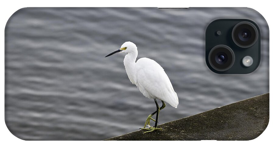 Snowy Egret iPhone Case featuring the photograph Snowy Egret by Anthony Baatz