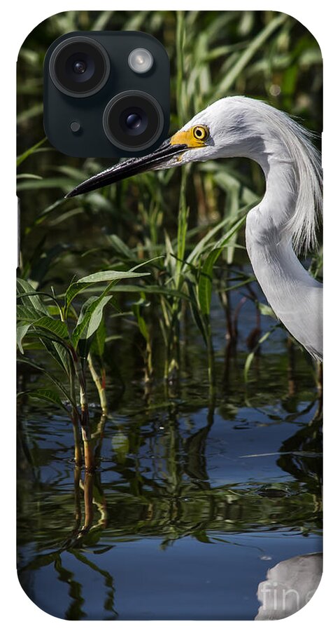 Animal iPhone Case featuring the photograph Snowy Egret Stalking by Robert Frederick