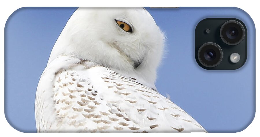 Maine iPhone Case featuring the photograph Snowy Eyes by Karin Pinkham