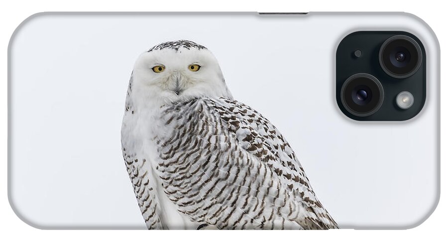 Snowy Owl (bubo Scandiacus) iPhone Case featuring the photograph Snowy Owl 2014 1 by Thomas Young