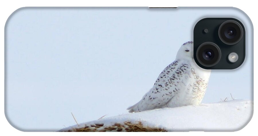 Alyce Taylor iPhone Case featuring the photograph Snowy Owl by Alyce Taylor