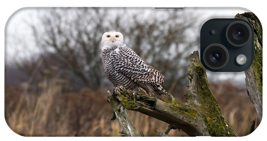 Snowy Owls iPhone Case featuring the photograph Snowy Owl at Boundary bay by Pierre Leclerc Photography