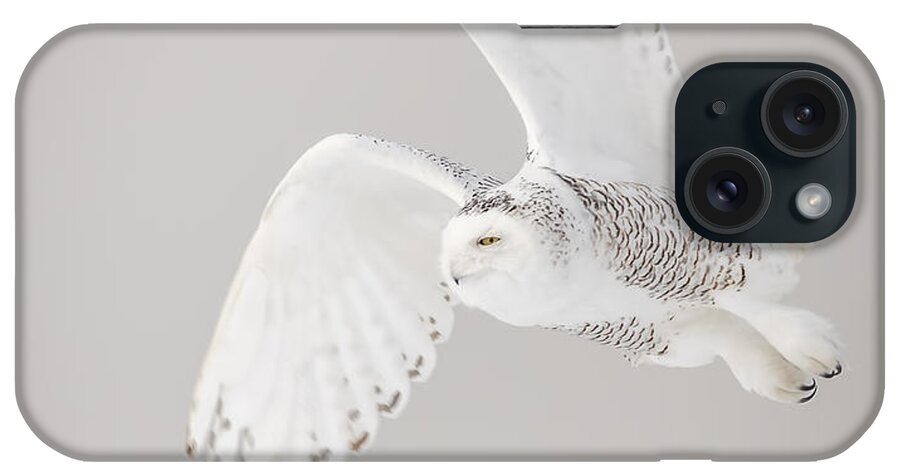 Snowy Owl (bubo Scandiacus) iPhone Case featuring the photograph Snowy Owl In Flight 4 by Thomas Young