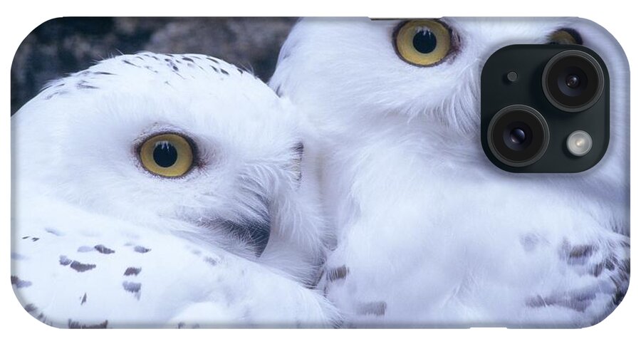 Snowy Owls iPhone Case featuring the photograph Snowy Owls by Paal Hermansen