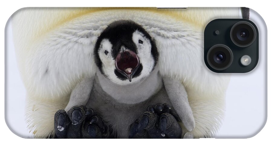 Adult iPhone Case featuring the photograph Snug Emperor Chick Calling by Rob Reijnen