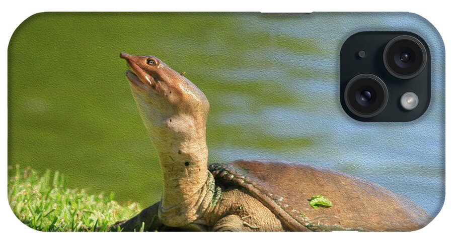 Turtle iPhone Case featuring the photograph Soft Shell Oil by Deborah Benoit