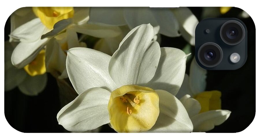 Daffodil iPhone Case featuring the photograph Solophilia by VLee Watson