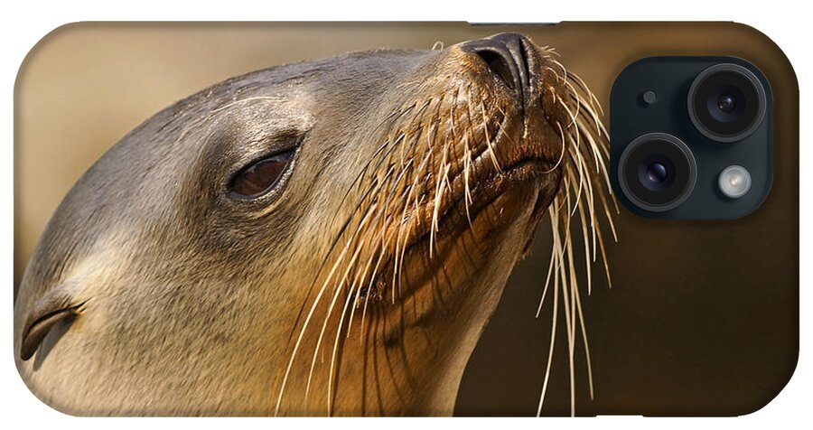 Sea Lion iPhone Case featuring the photograph Somewhat Aloof by Theo OConnor
